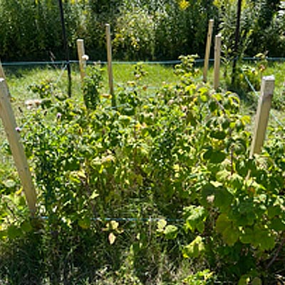 Raspberry plants dominate Test Plot 2C for the study "Examination of Manual Removal Strategies for Dog Strangling Vine"